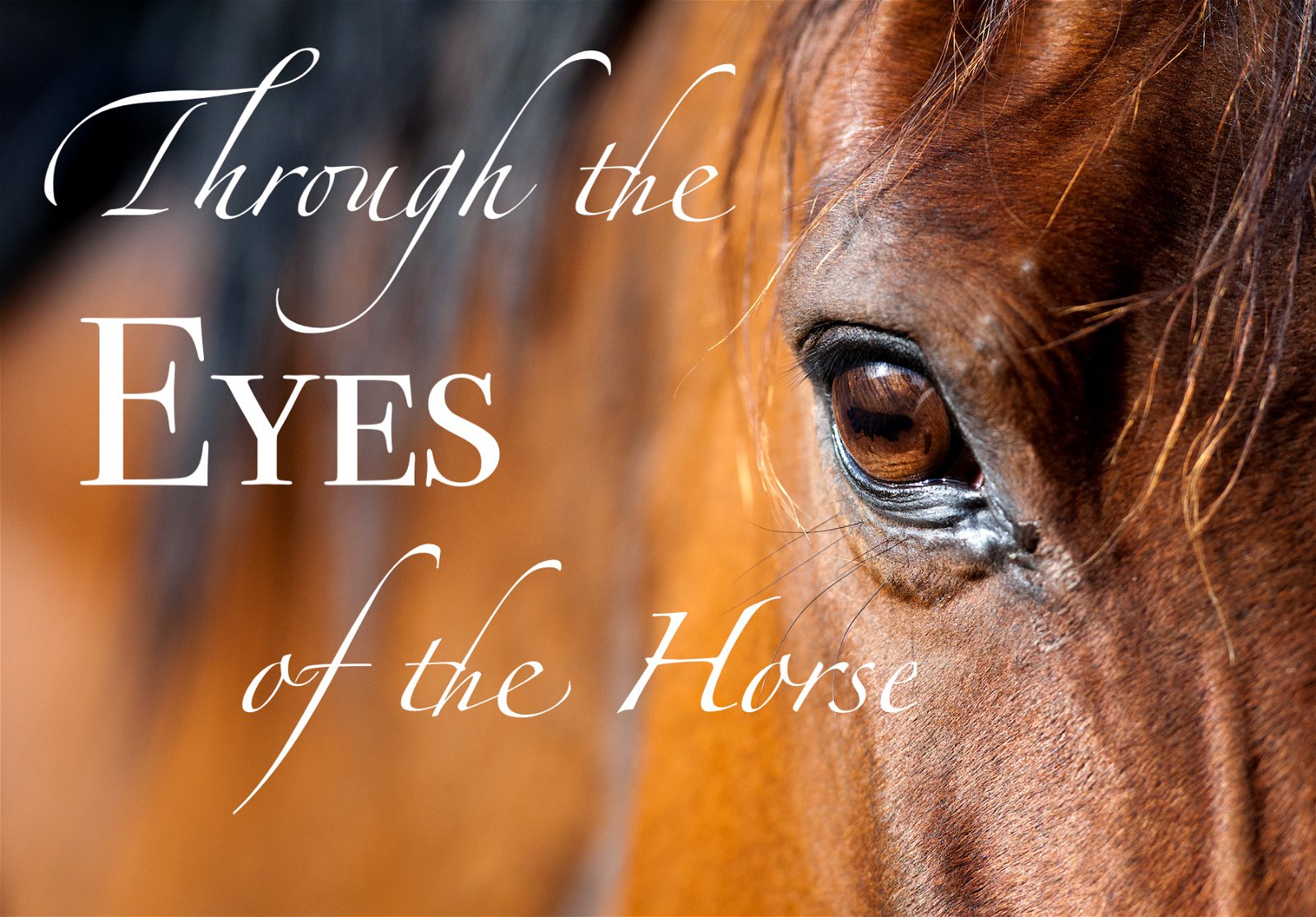 Through the Eyes of the Horse
